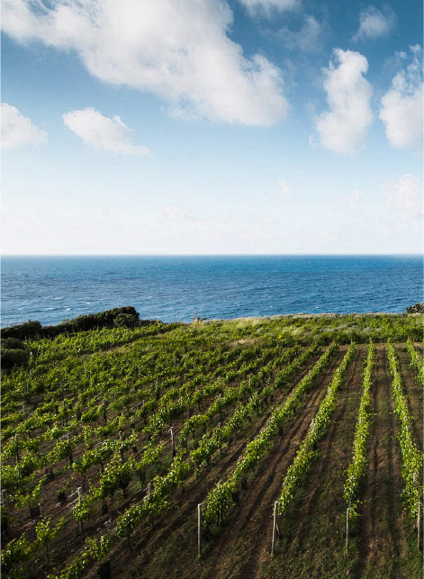 Capofaro vineyard with sea view in Salina