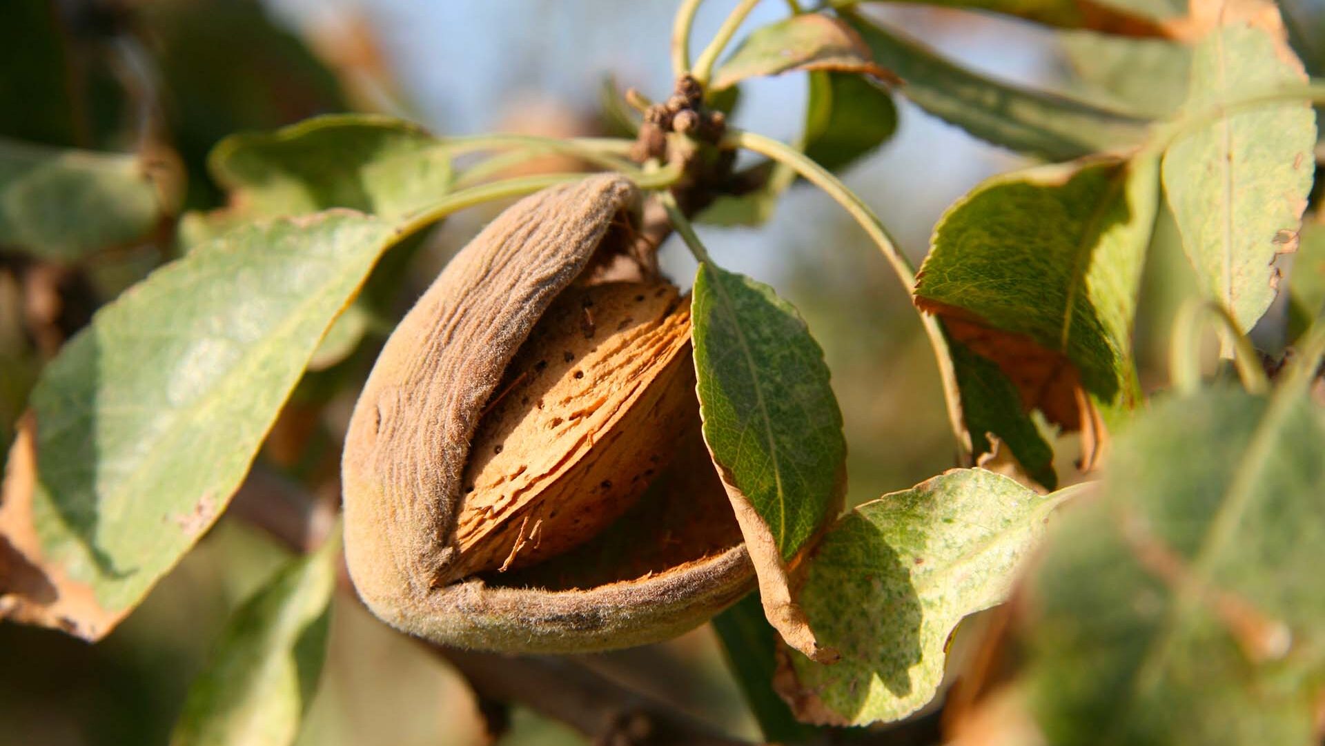 Sicilian almond